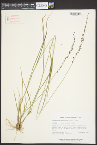 Chasmanthium sessiliflorum image