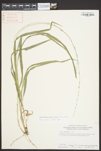 Chasmanthium sessiliflorum image