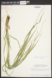 Chasmanthium sessiliflorum image