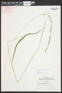 Chasmanthium sessiliflorum image