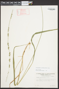 Chasmanthium sessiliflorum image