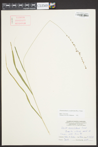 Chasmanthium sessiliflorum image