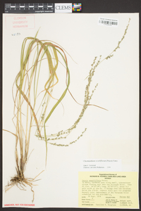 Chasmanthium sessiliflorum image