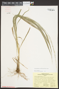 Chasmanthium sessiliflorum image