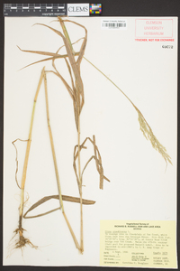 Cinna arundinacea image