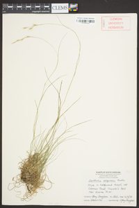 Danthonia compressa image