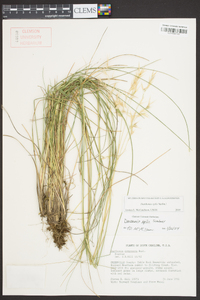 Danthonia epilis image