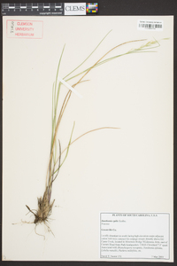 Danthonia epilis image