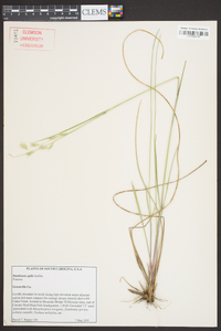 Danthonia epilis image