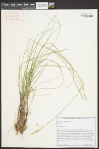 Danthonia epilis image