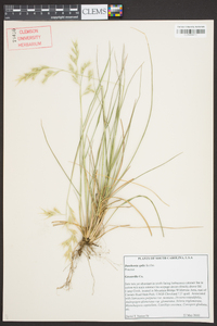 Danthonia epilis image