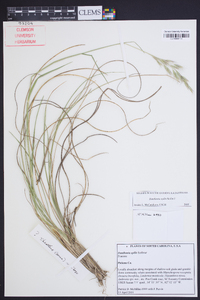 Danthonia epilis image