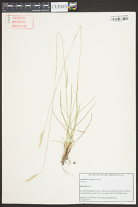 Danthonia sericea image