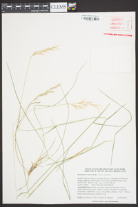 Danthonia sericea image