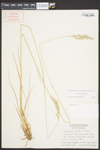 Danthonia sericea image