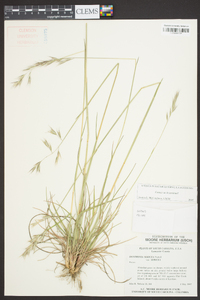 Danthonia sericea image