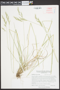 Danthonia sericea image