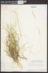 Danthonia sericea image