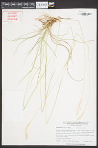 Danthonia sericea image