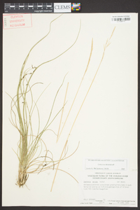 Danthonia sericea image