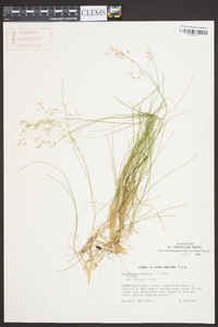 Deschampsia flexuosa image