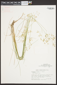 Deschampsia flexuosa image