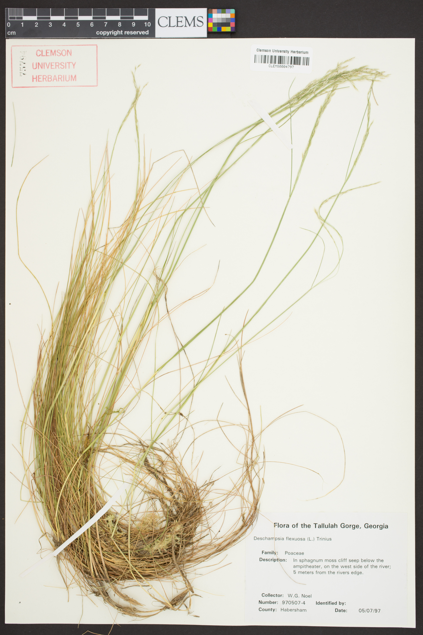 Deschampsia flexuosa image