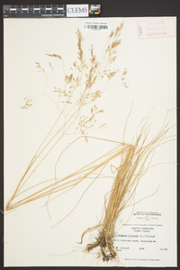 Deschampsia flexuosa image