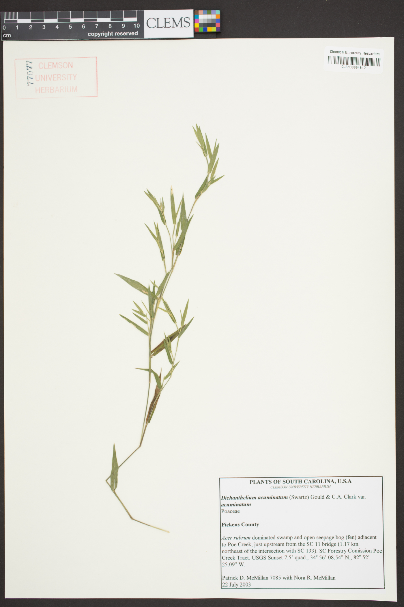 Dichanthelium acuminatum subsp. acuminatum image