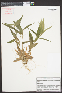 Panicum commutatum image