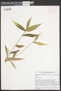 Panicum commutatum image