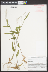 Panicum commutatum image