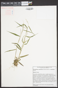 Panicum commutatum image