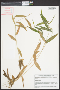 Panicum commutatum image