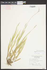 Dichanthelium consanguineum image