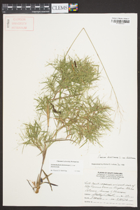 Dichanthelium dichotomum var. dichotomum image