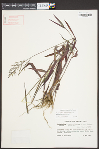 Dichanthelium dichotomum var. nitidum image