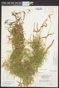 Dichanthelium dichotomum var. ramulosum image