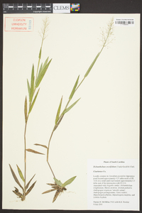 Dichanthelium erectifolium image