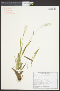 Dichanthelium erectifolium image