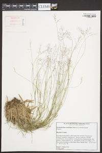 Dichanthelium ensifolium image