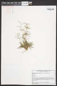 Panicum portoricense image