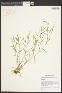 Panicum portoricense image