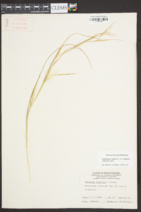 Andropogon virginicus var. virginicus image