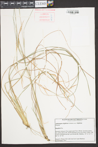 Andropogon virginicus var. virginicus image