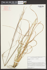 Andropogon virginicus var. virginicus image