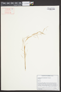 Andropogon brachystachyus image