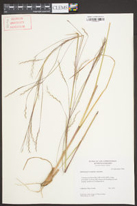 Schizachyrium scoparium var. scoparium image