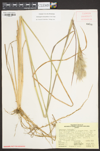 Andropogon glomeratus image