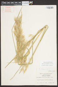 Andropogon glomeratus image